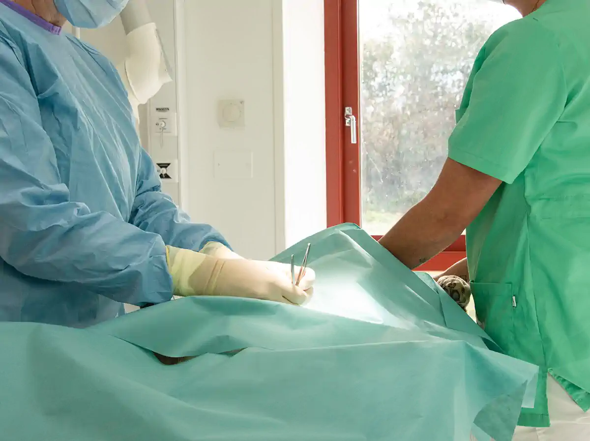 Veterinär undersöker en hund med ultraljud